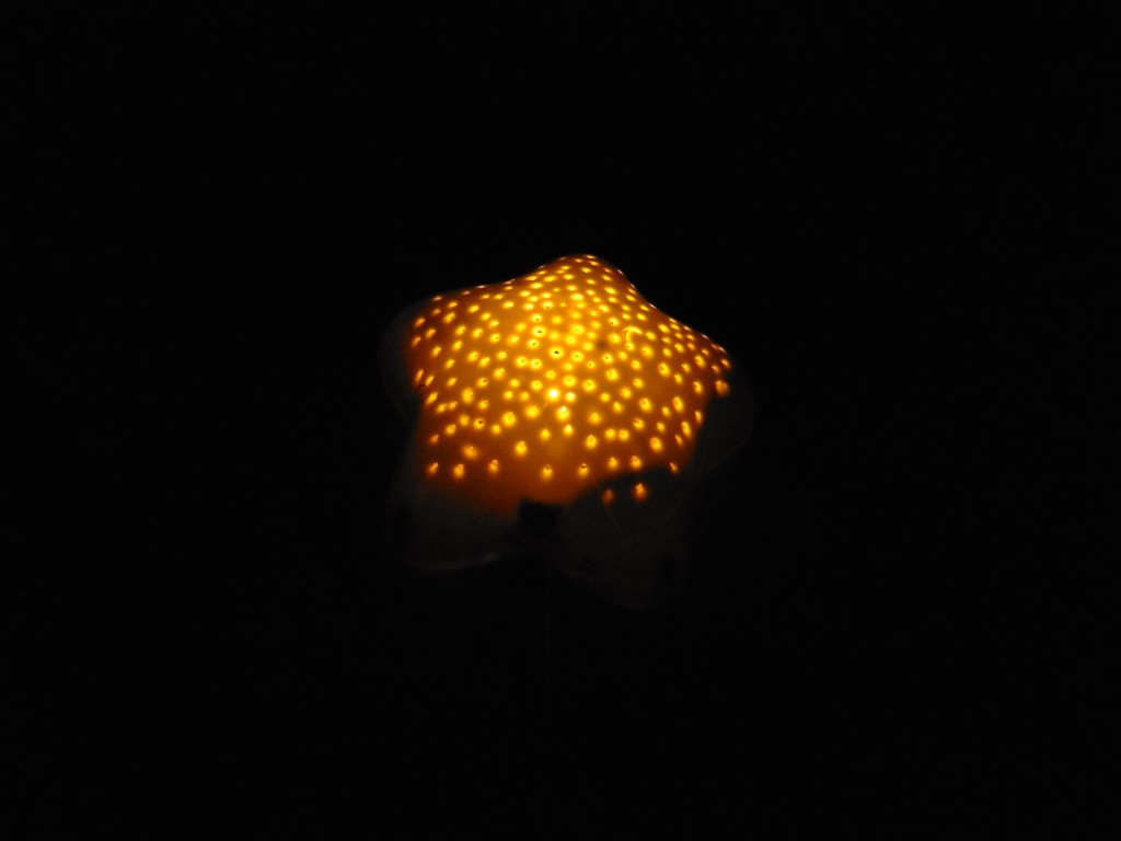 P1020326